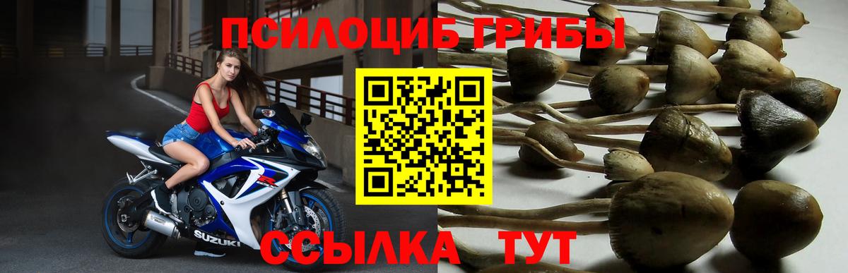 Псилоцибиновые грибы Psilocybine cubensis  Вход с VPN  Реутов  Галлюциногенные грибы Psilocybe 